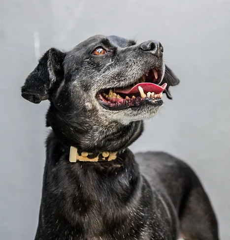 Cachorro preto feliz