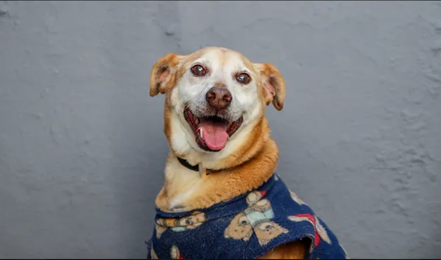 Cachorro Caramelo sorrindo para a câmera