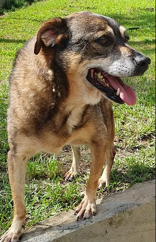 Cachorra bege de lingua para fora