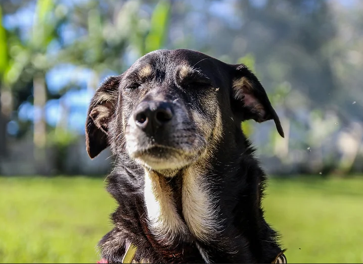 Cachorra preta de olhos fechados