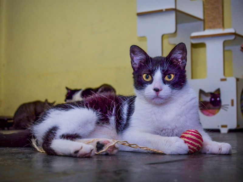 Gato olhando para a câmera enqunato brinca com um novelo de lã