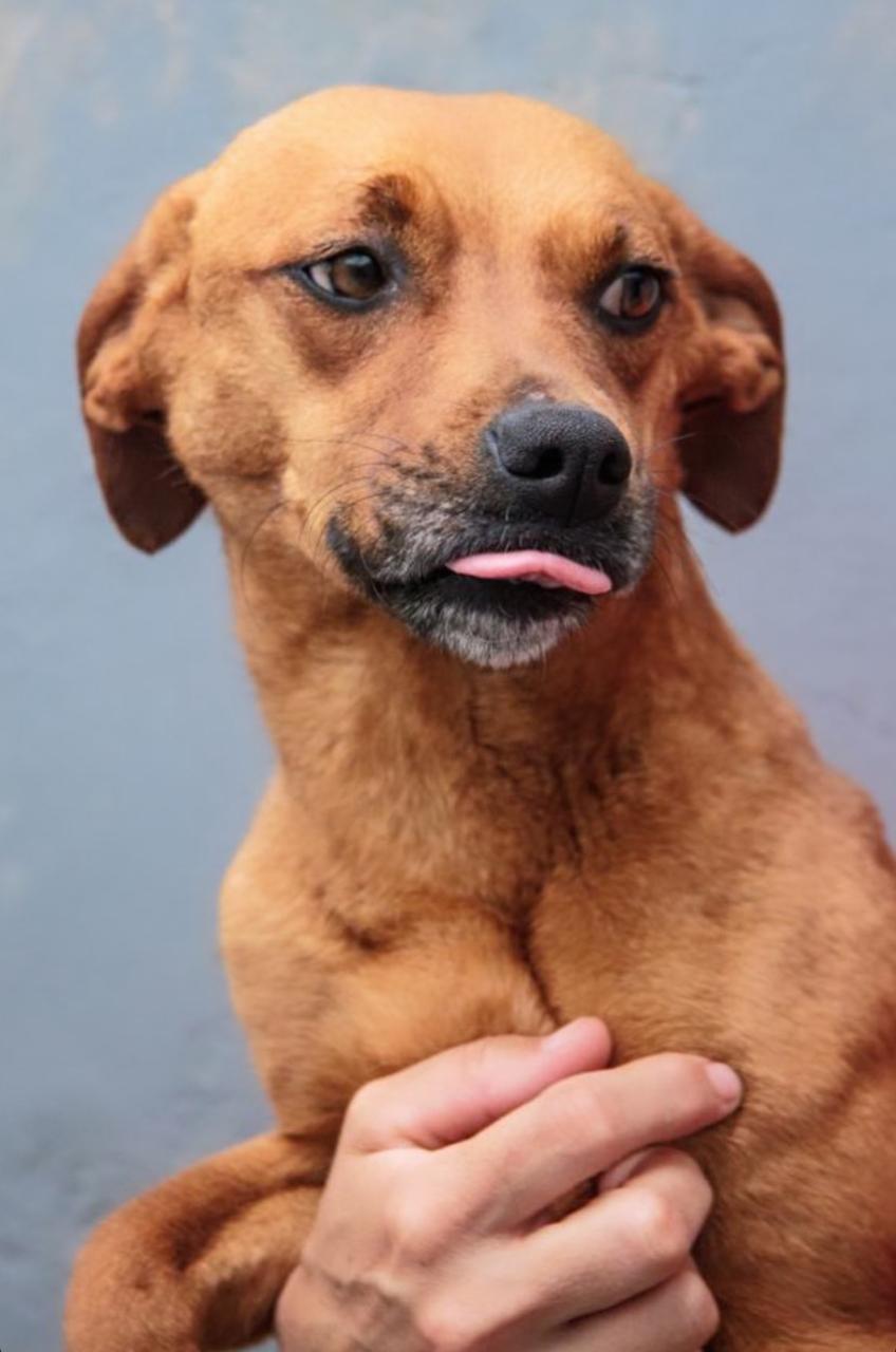 Cachorra bege de lingua para fora