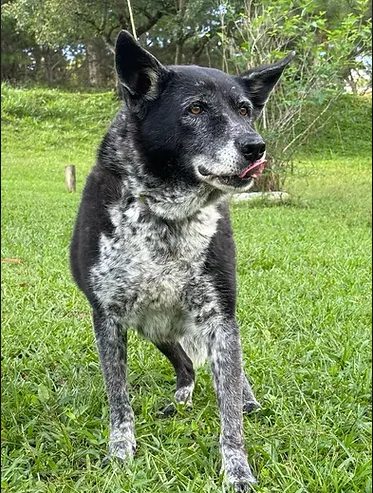 cachorro na grama com a língua para fora