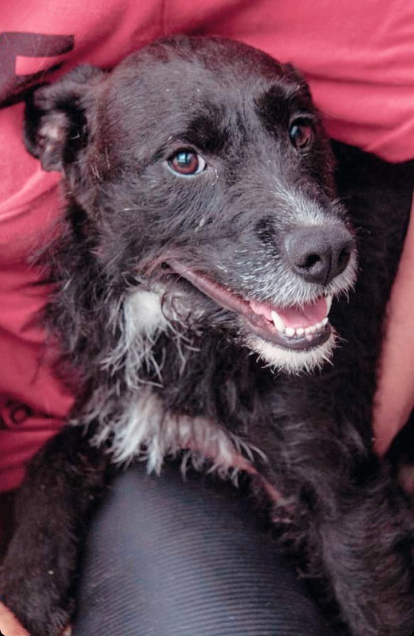 Cachorra preta sorrindo para a câmera