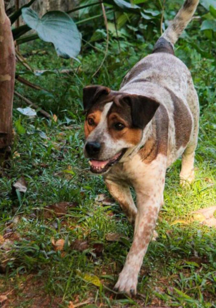 Cachorra feliz na grama