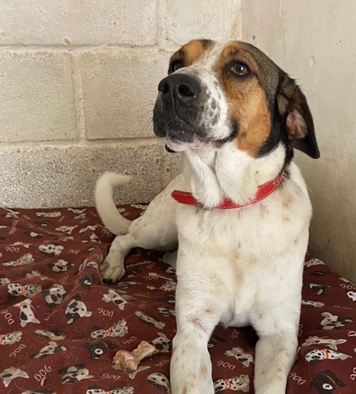 cachorra deitada sobre um edredom vermelho ao lado de um ossinho