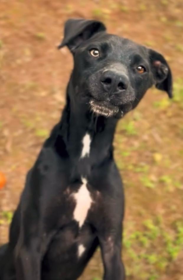 Cachorro preto olhando para a câmera